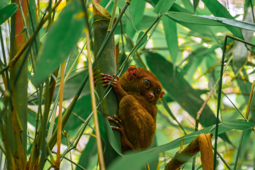 Tarsier Sanctuary in Bohol Island