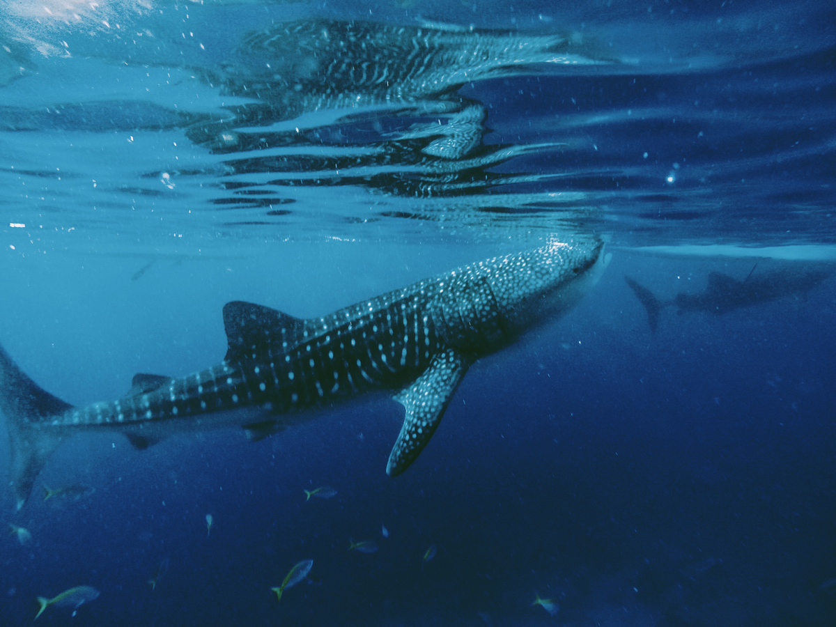 Whaleshark