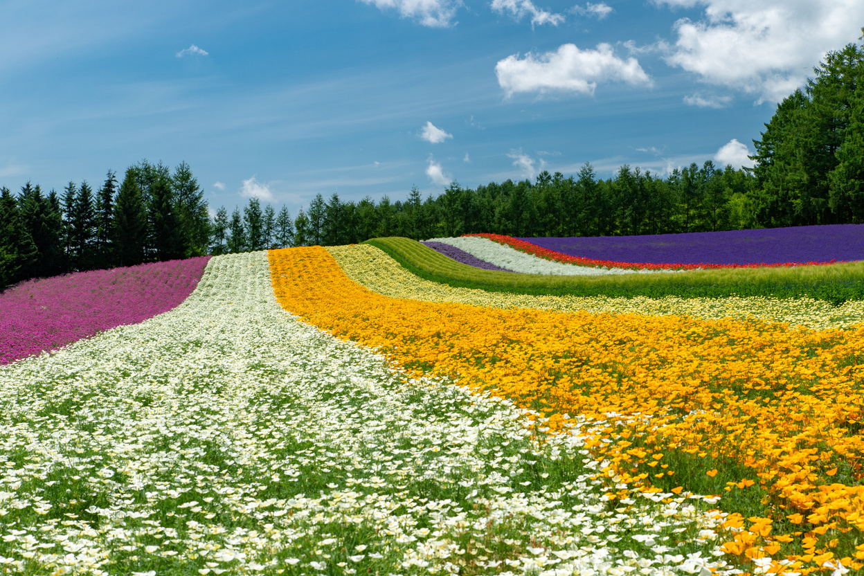 Scenery of Furano in Summer,Hokkaido.